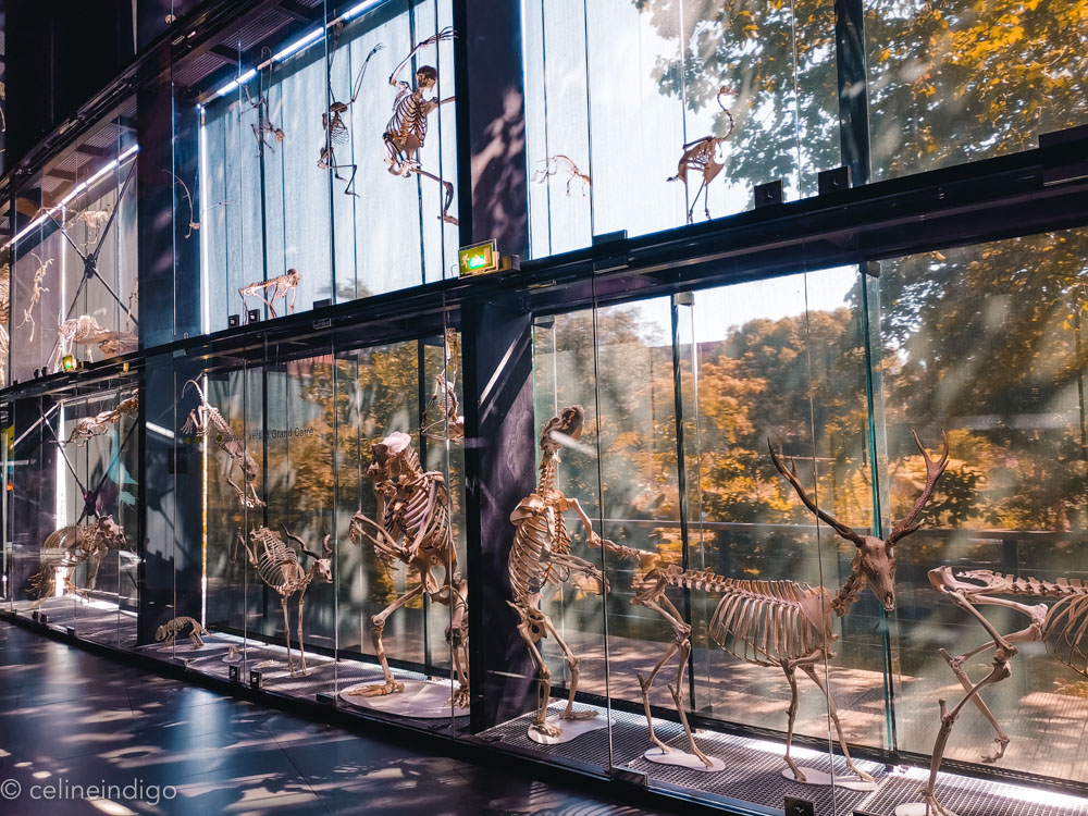 Museum de Toulouse